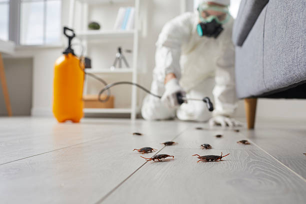 Post-Treatment Bed Bug Interceptor Monitoring in Remlap